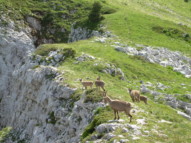 La Grande réserve du Vercors La Grande réserve du Vercors