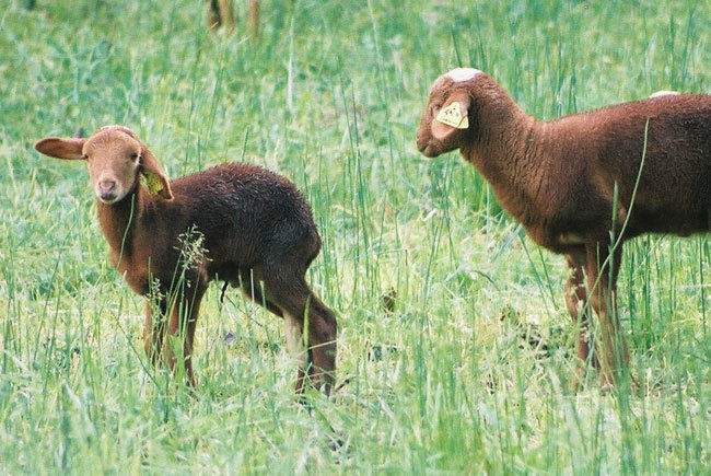 rando aveyron rando aveyron