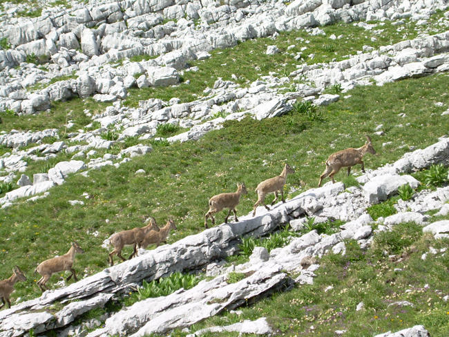 5 Chamois et bouquetins 5 Chamois et bouquetins